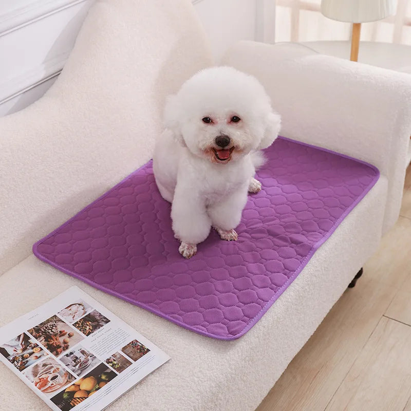 Golden Paws - A Pad Built For All Dogs